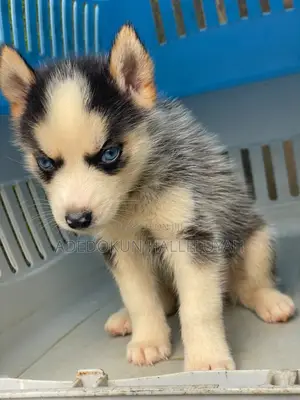 1-3 months Male Purebred Siberian Husky