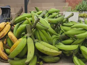 Plantain Fresh Unripe Bulk Price