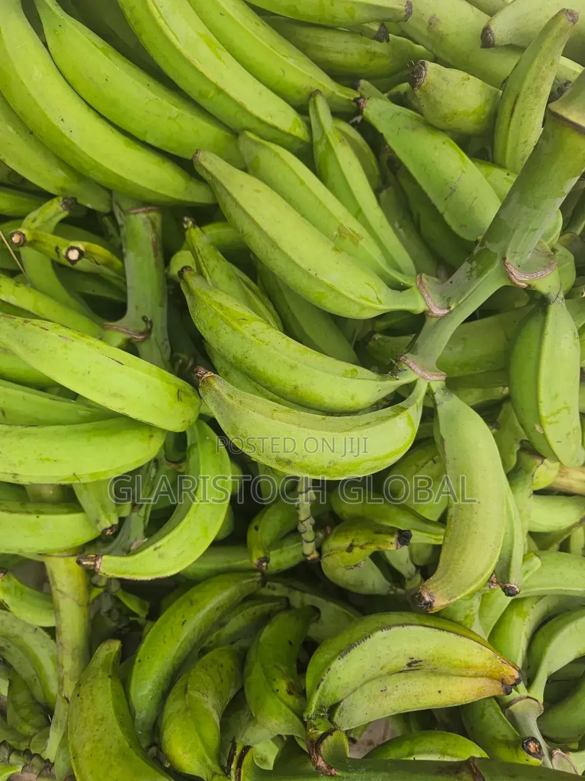 Plantain Fresh Unripe Bulk Price