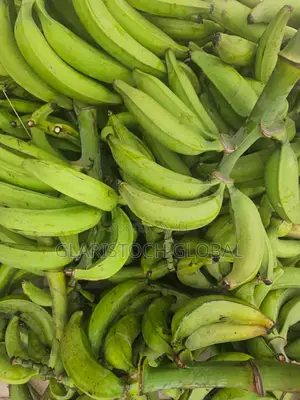Plantain Fresh Unripe Bulk Price