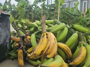 Plantain Fresh Unripe Bulk Price