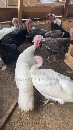 Female Local Turkey
