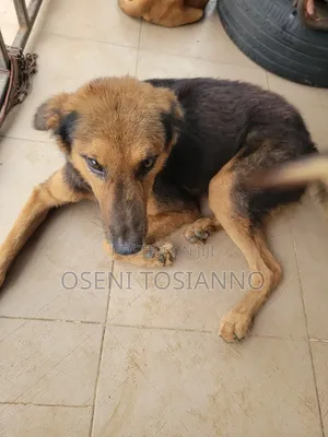 6-12 months Male Mixed Breed German Shepherd