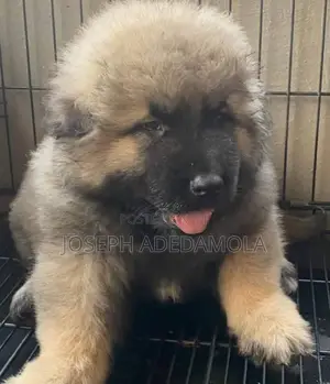 1-3 months Female Purebred Caucasian Shepherd