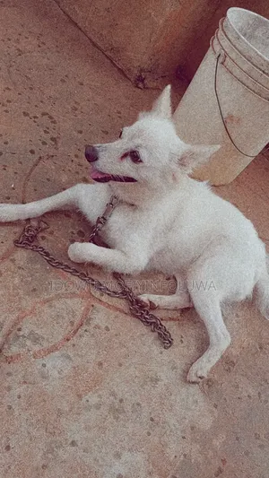1+ year Female Purebred American Eskimo