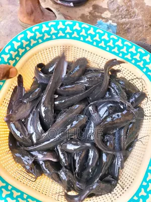 Catfish Juveniles