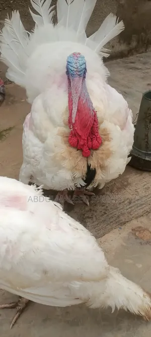 Matured Male Local Turkey