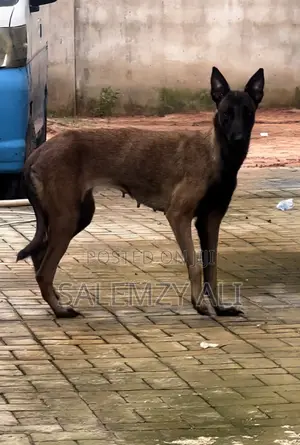 1+ year Female Purebred Belgian Malinois