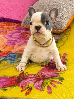 1-3 months Female Purebred French Bulldog