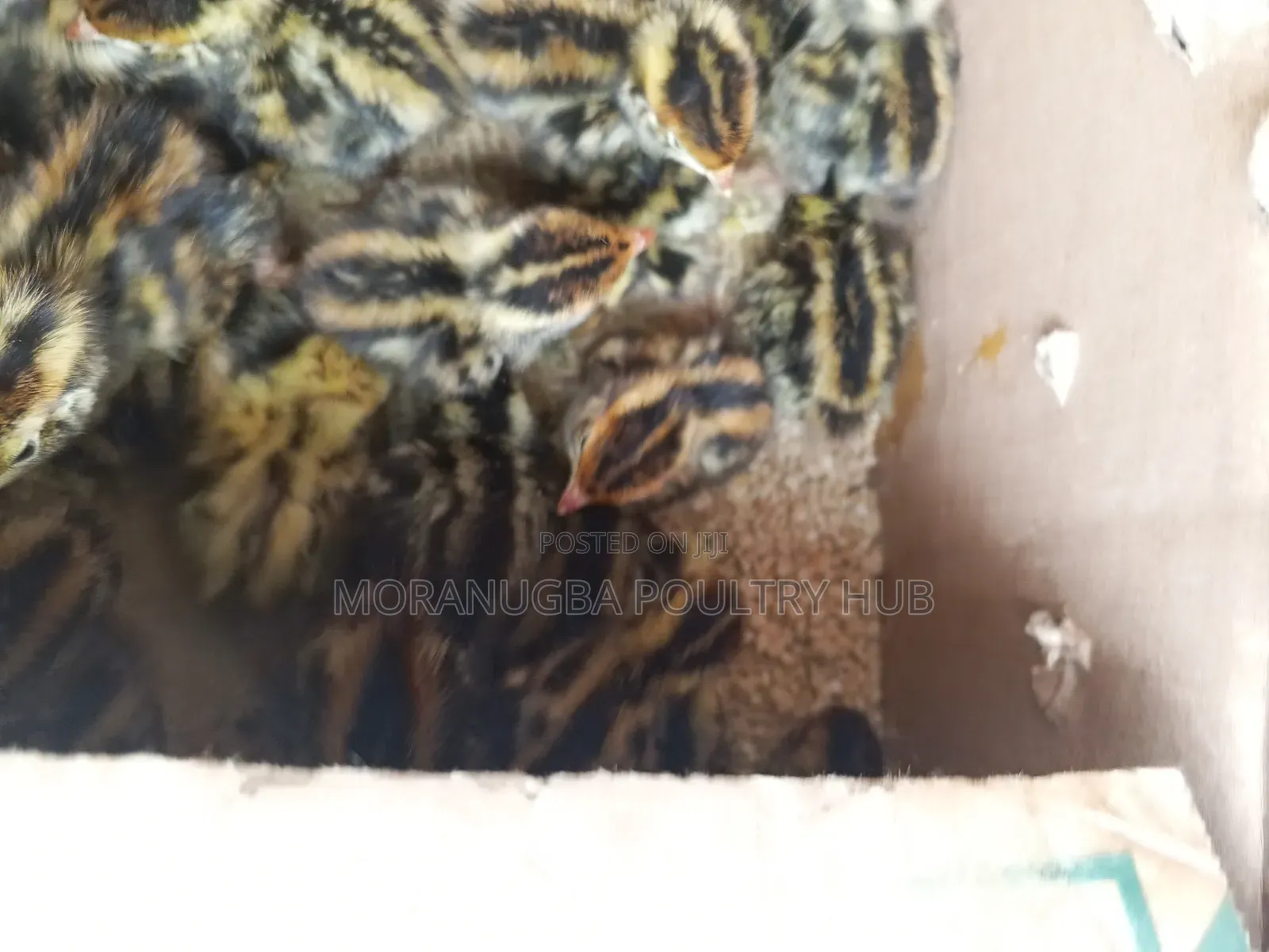 Day Old Quail