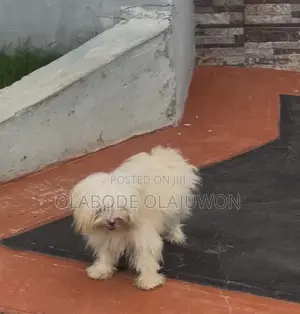 3-6 months Male Purebred Lhasa Apso