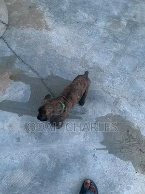 1-3 months Female Purebred Boerboel