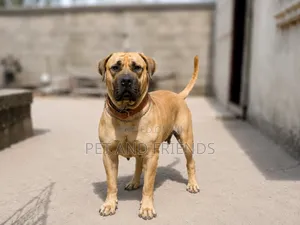1+ year Female Purebred Boerboel