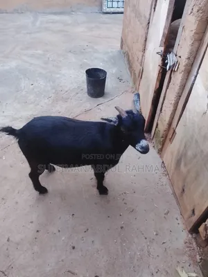Big Goat and Old and Born Up 2 to 3 Kid