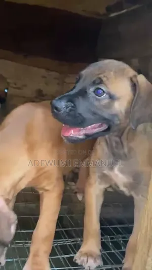1-3 months Female Purebred Boerboel