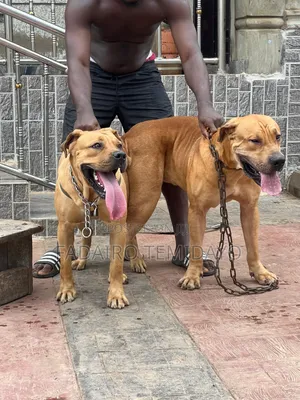 1+ year Male Purebred Boerboel