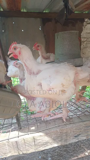 Broiler's Chicken
