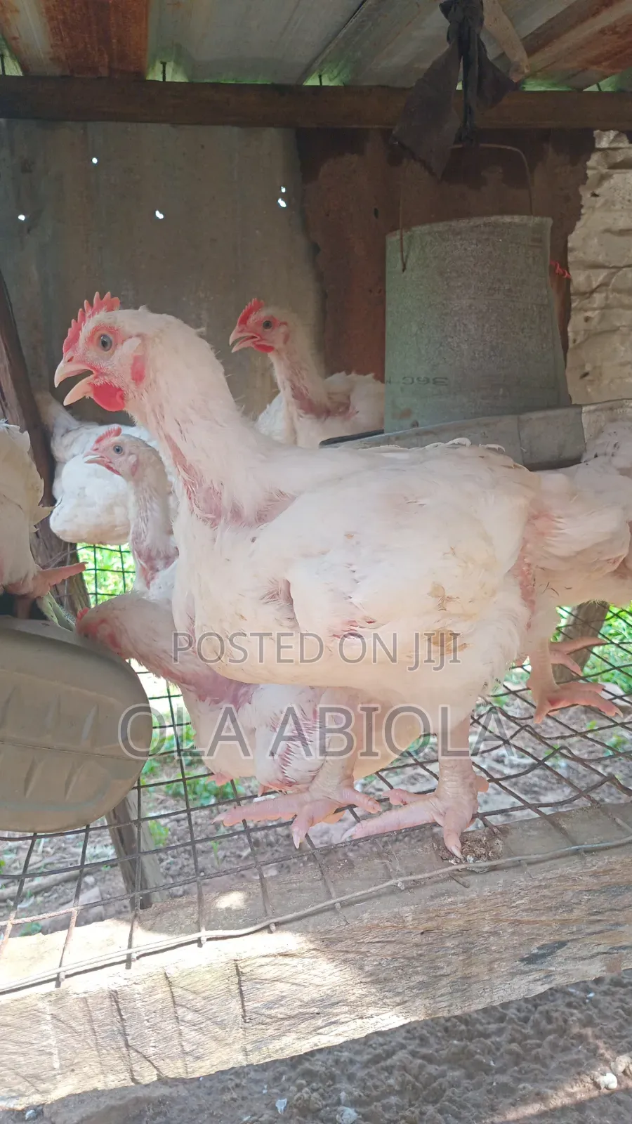 Broiler's Chicken