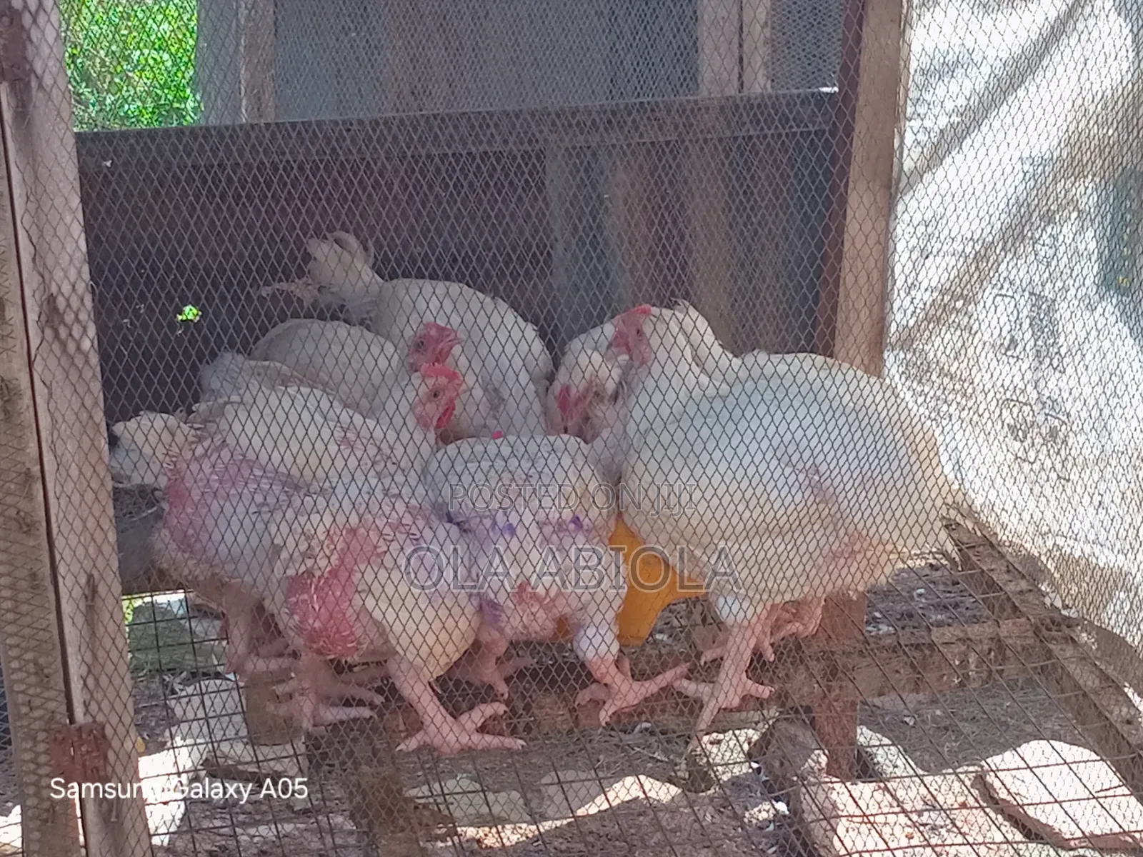 Broiler's Chicken
