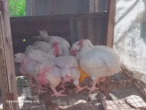Broiler's Chicken