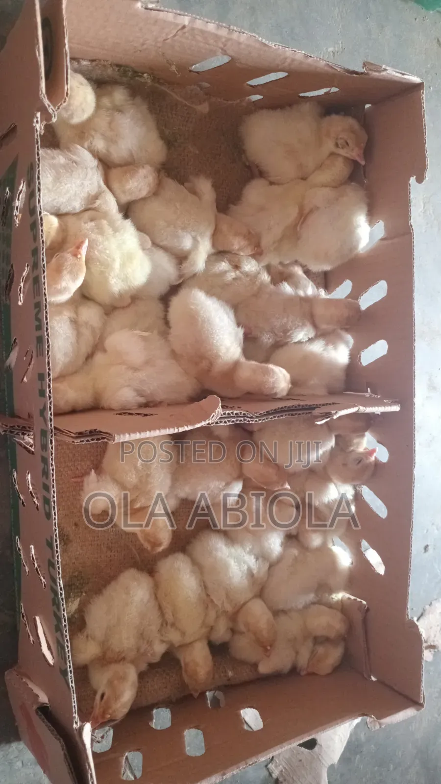Broiler's Chicken