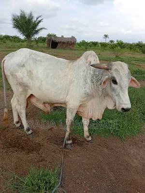 Bokolo Cows