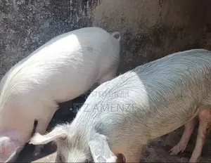 Pig for Sell