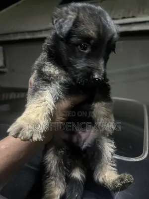 1-3 months Male Purebred German Shepherd
