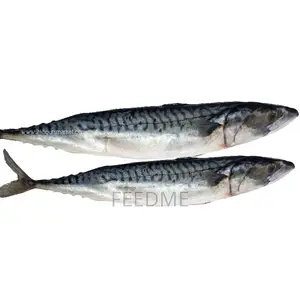 Titus Mackerel Fish