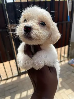 1-3 months Female Purebred Lhasa Apso