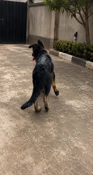 3-6 months Female Purebred German Shepherd