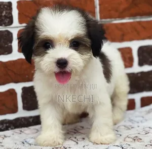 1-3 months Female Purebred Lhasa Apso