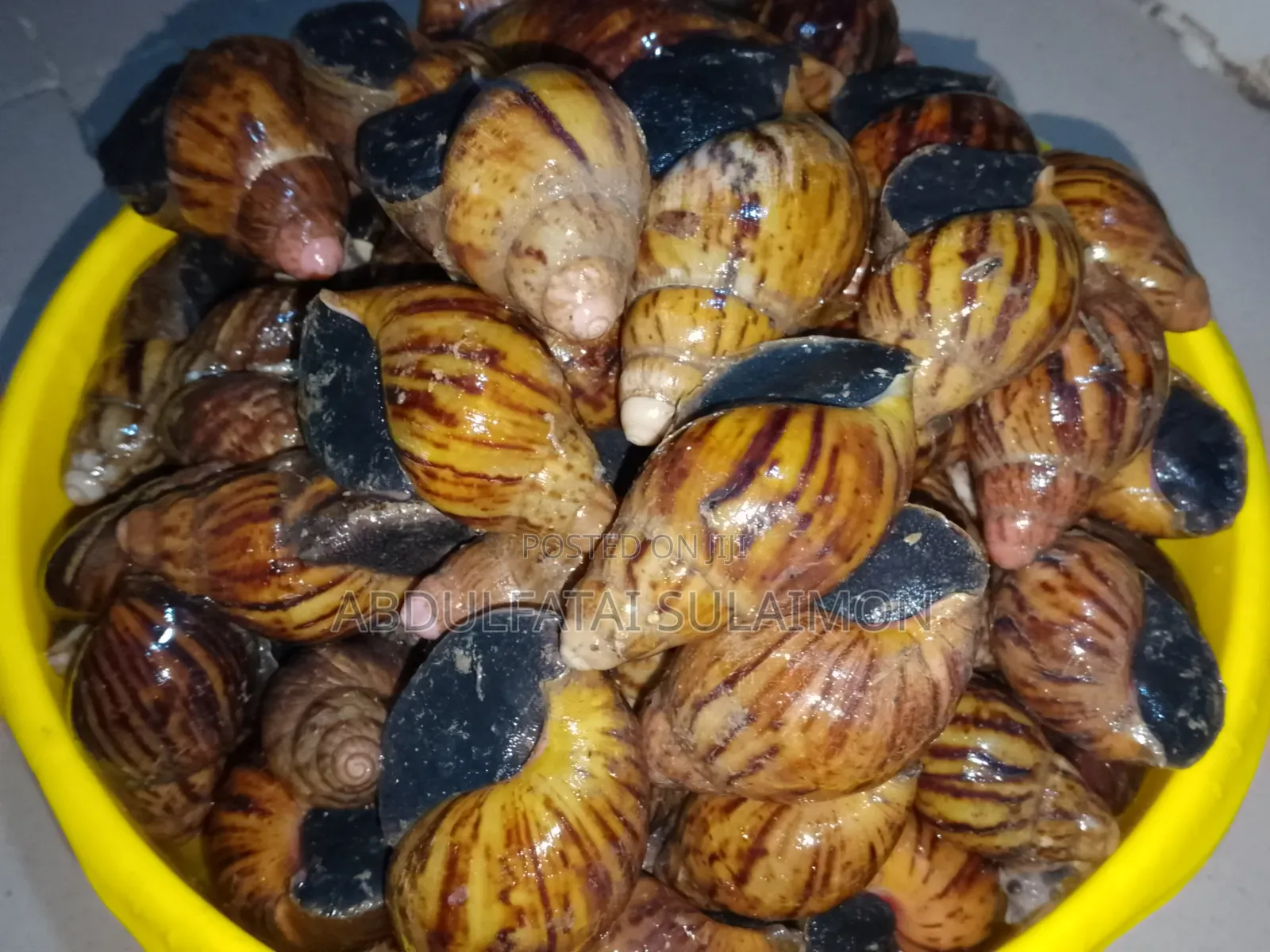 Fresh Snails