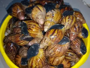 Fresh Snails