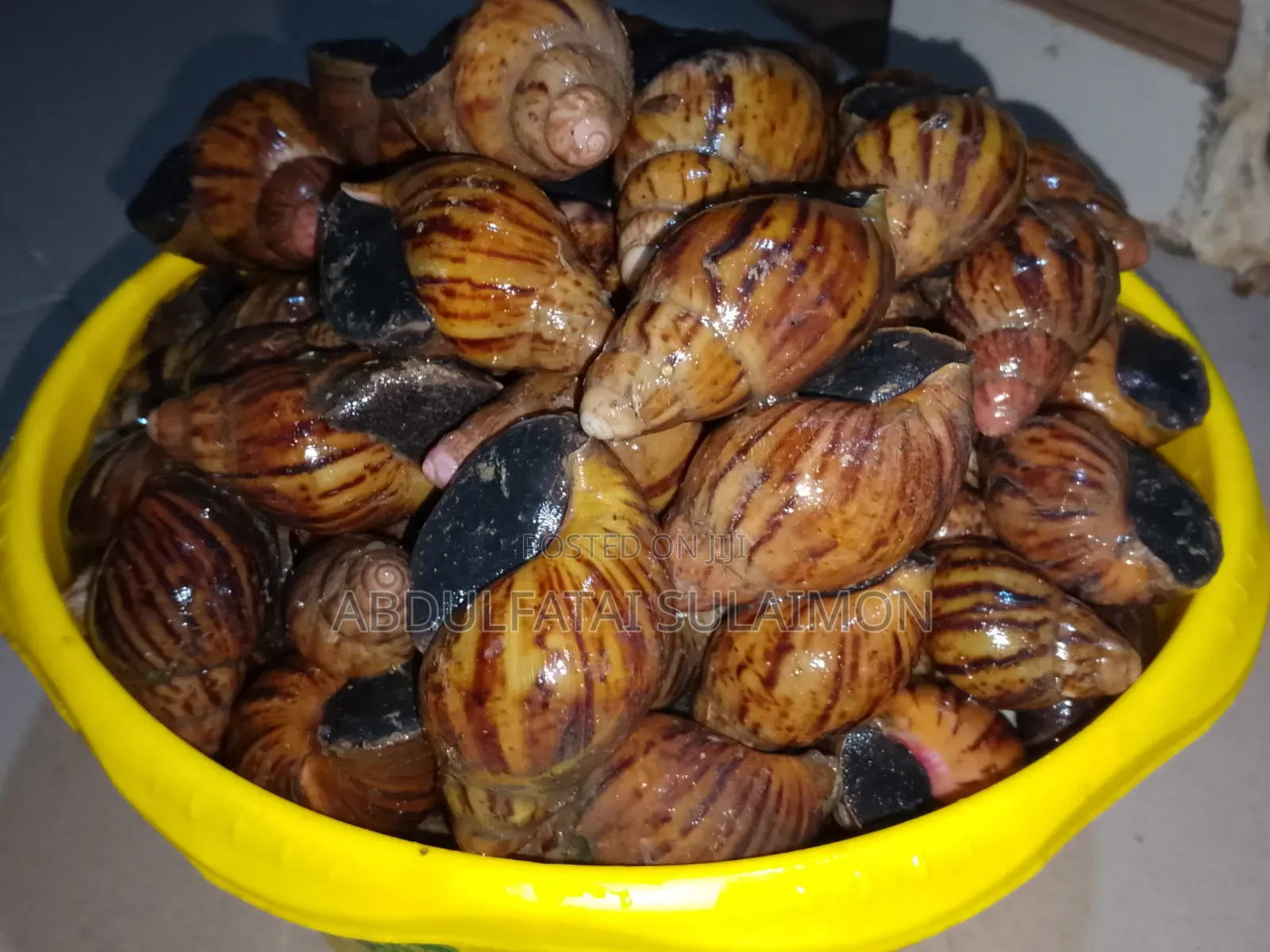 Fresh Snails