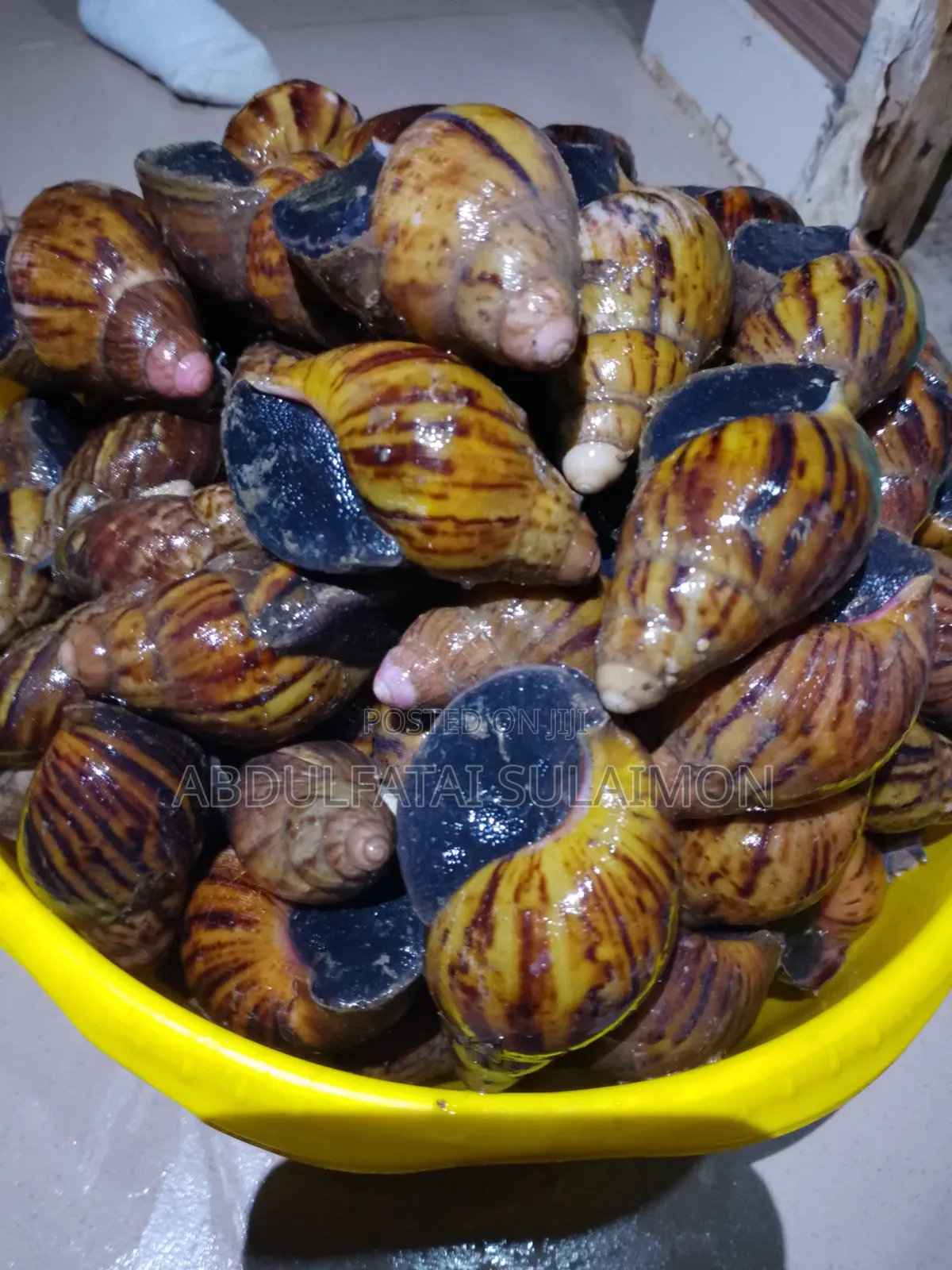 Fresh Snails