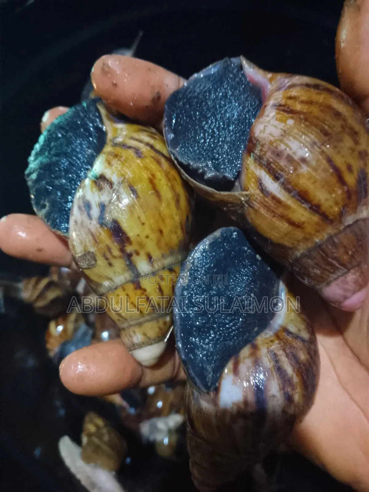 Fresh Snails