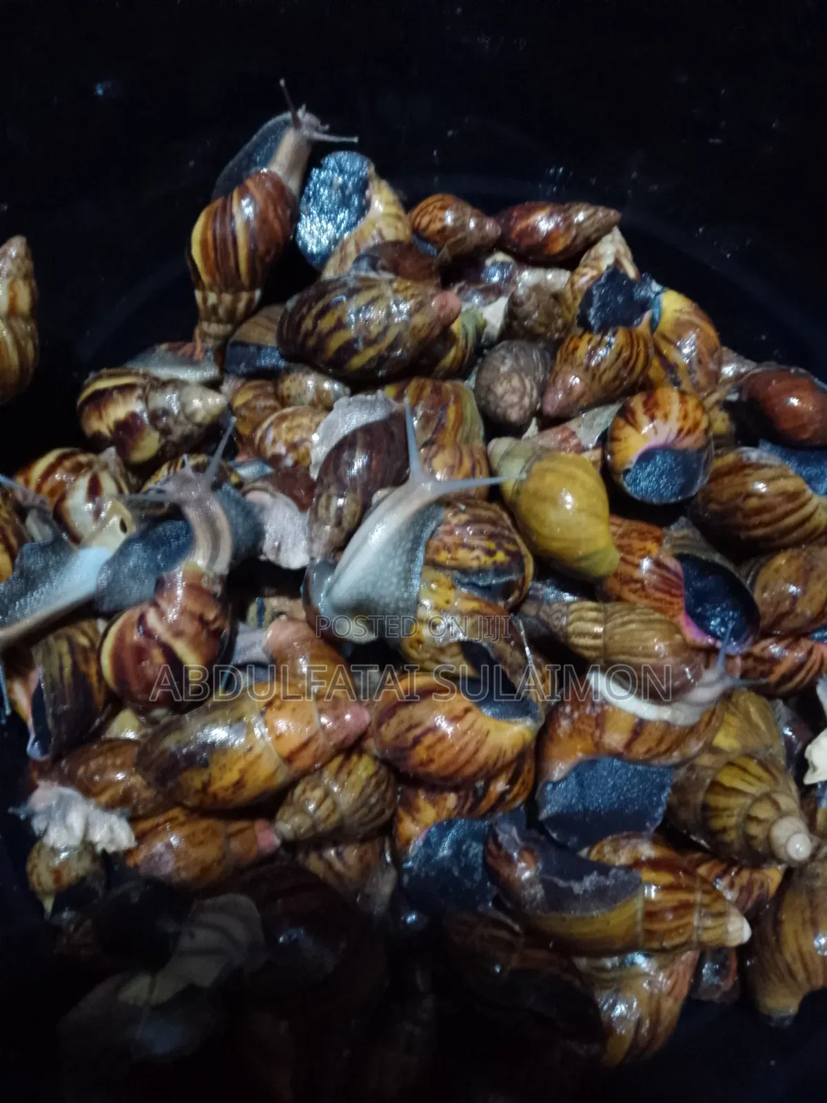 Fresh Snails
