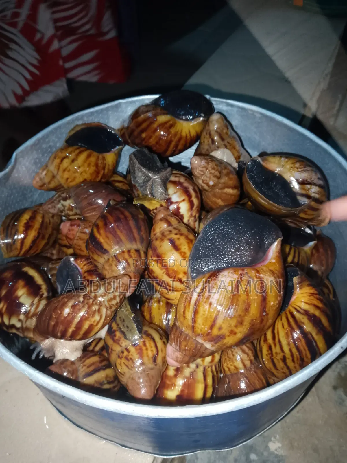 Fresh Snails