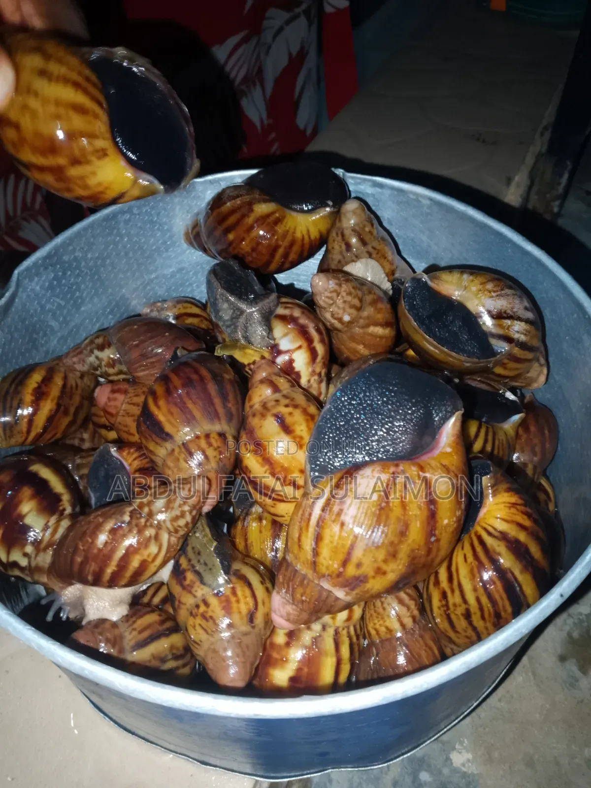 Fresh Snails