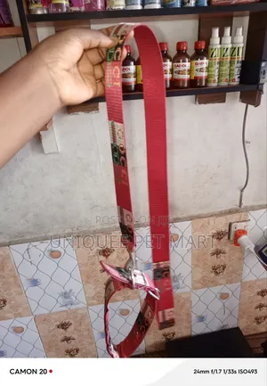 Jumbo Chain and Collar, Dog Leash
