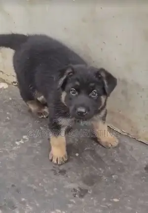 1-3 months Female Purebred German Shepherd