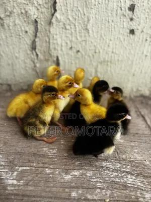 Foreign Ducklings