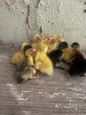 Foreign Ducklings