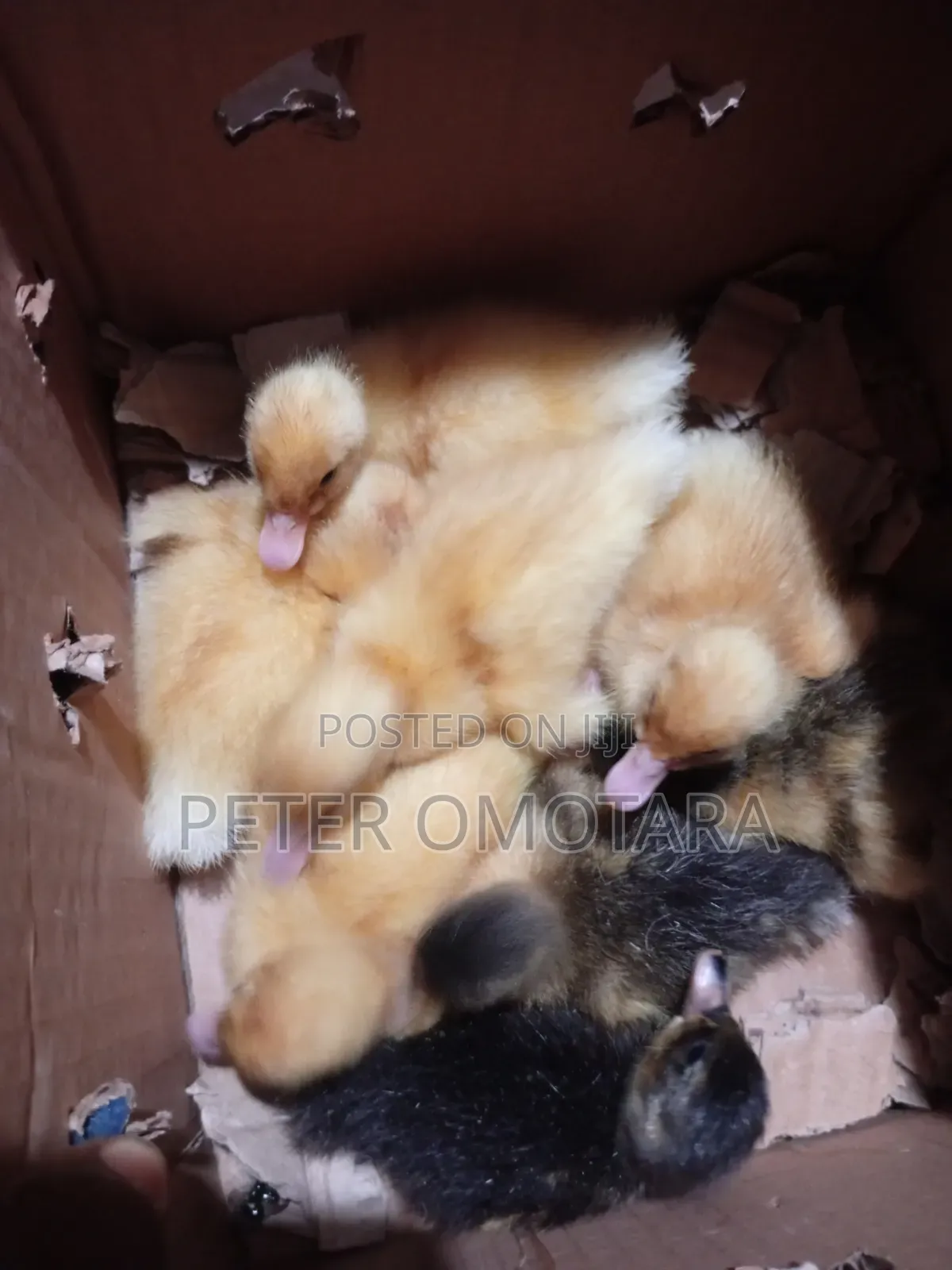 Foreign Ducklings