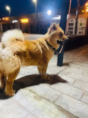 1+ year Female Purebred Chow Chow