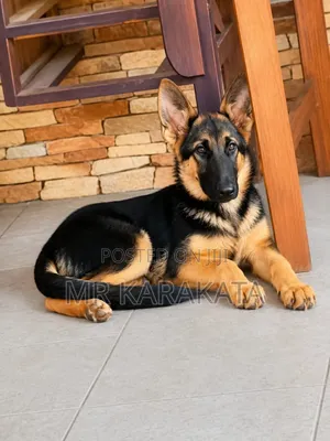 3-6 months Male Purebred German Shepherd