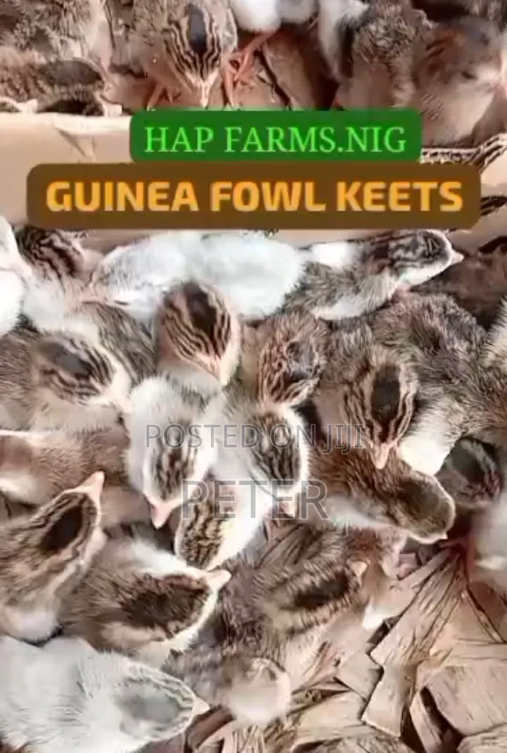 Guinea Fowl Keets