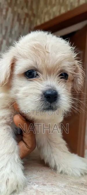 1-3 months Male Purebred Lhasa Apso