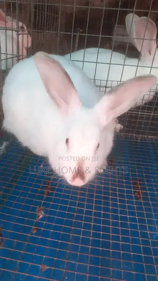 Rabbit at at At